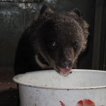 bear cub baby bear