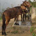 Urbane horses