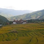 tashichodzong_paddy