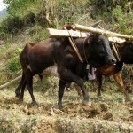 ploughing-bhutan